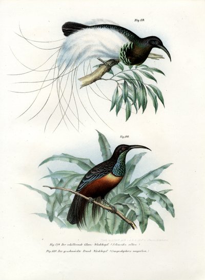 Bird of Paradise by German School